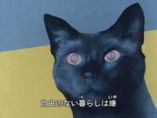 Cat's Eye Love cover art